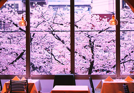 今春の花見デートは満開の桜を見れる絶品イタリアンで！