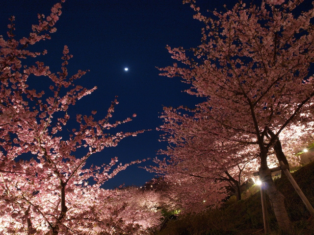 代々木公園での夜桜花見帰りに寄りたい近隣レストラン3選 東京カレンダー グルメ レストラン ライフスタイル情報